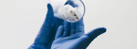 Maus auf Hand