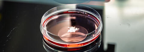 Scientific image