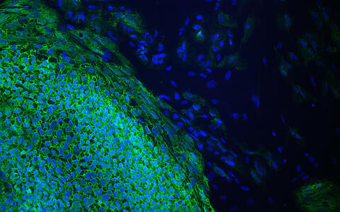 induced pluripotent stem cells in a pluripotency test