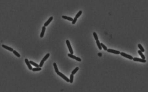 Lactobacillus murinus