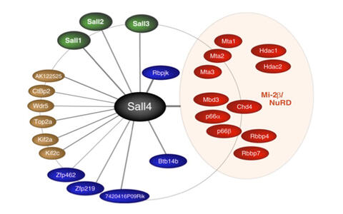 Sall4 protein interactome