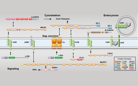 CAR is a multifunctional protein