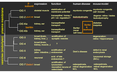 Overview of members of the ClC gene family and related subunits, localization, function, related human diseases. 
