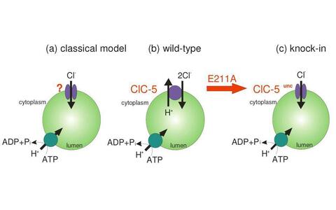 graphical description of the conversion of ClC-5 and ClC-7 2Cl-/H+-exchangers into mere mere Cl- conductances by point mutations (knockins). Thus conforming the classical model of vesicular acidificaition.