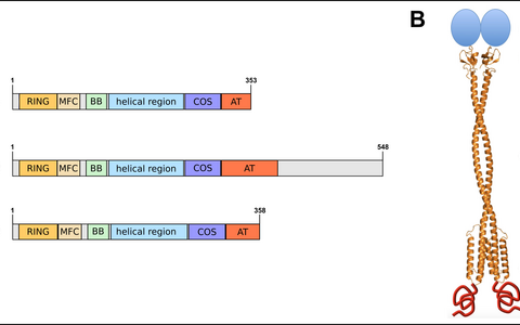 MURF domains and topology