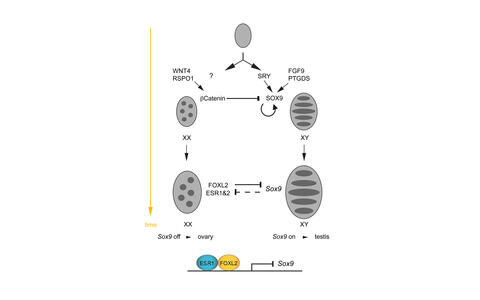 FoxL2_Sox9_Cell