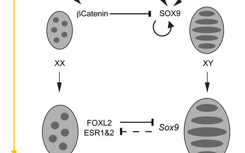 FoxL2_Sox9_Cell