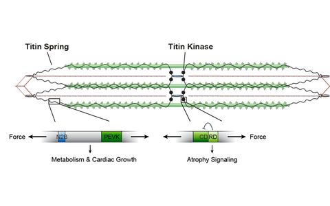 Titin based mechanotransduction