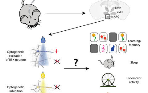 Optogenetics_2 mit Wasserzeichen_oben