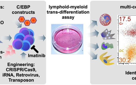 Trans-DiffandEngineering