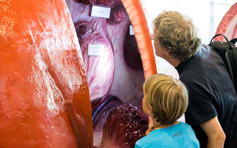 A huge kidney invited us to look at it.
