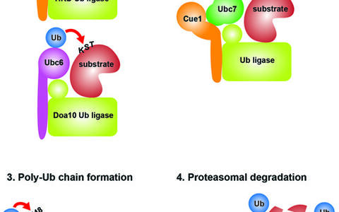 Ubiquitin Chain Formation