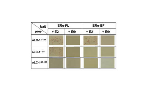 Morano_Research_Figure_5