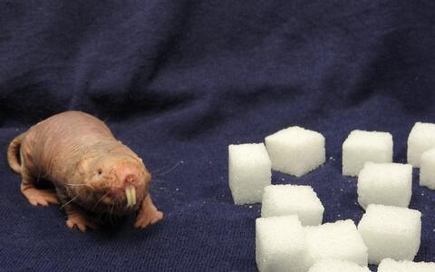 017-naked_mole_rats-r_gockel_mdc-10