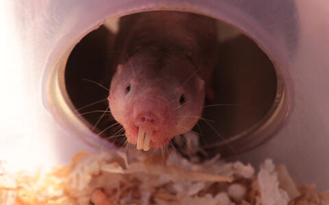 017-naked_mole_rats-r_gockel_mdc-2