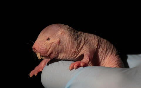 017-naked_mole_rats-r_gockel_mdc-3