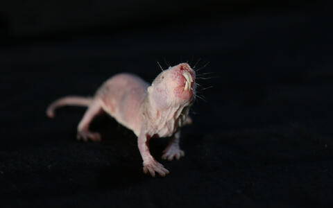 017-naked_mole_rats-r_gockel_mdc-4