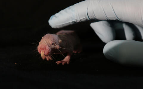 017-naked_mole_rats-r_gockel_mdc-5