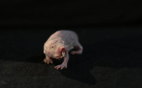 017-naked_mole_rats-r_gockel_mdc-6