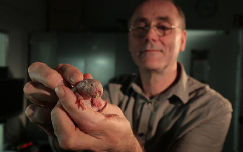 017-naked_mole_rats-r_gockel_mdc-7