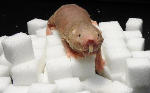 017-naked_mole_rats-r_gockel_mdc-8