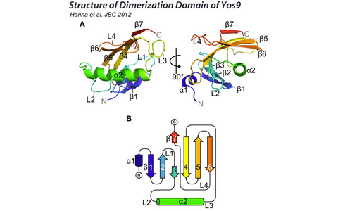 Structure of Dimerization Domain of Yos9