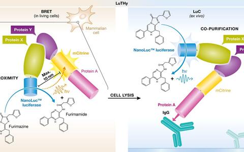 Schematic of the LuThy Assay