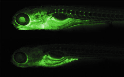 Zebrafish with and without tmem63c gene