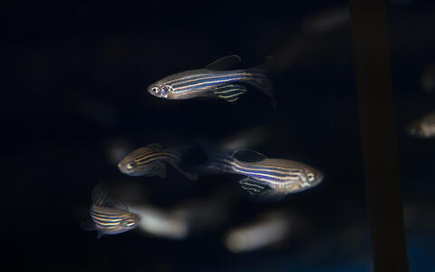 zebrafish