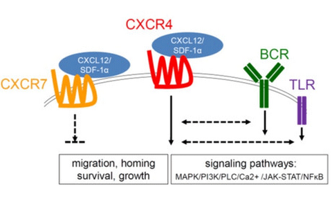 Chemokine receptor signaling