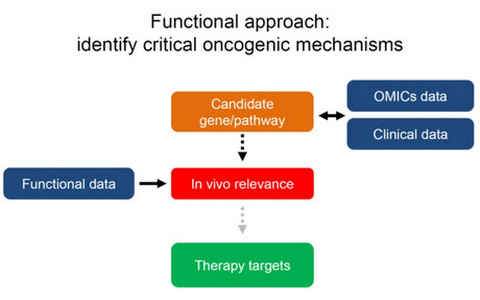 Functional genomic screening