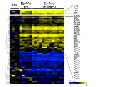 Aberrant Ub/SUMO activity in cancer