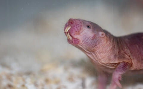 Naked mole rat