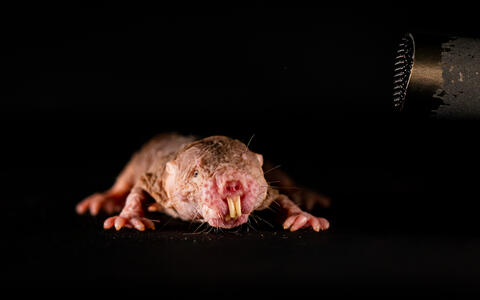 Naked mole-rat