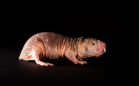 Naked mole-rat