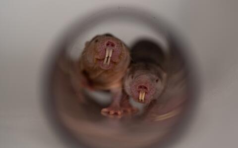 Naked mole-rats in tunnel