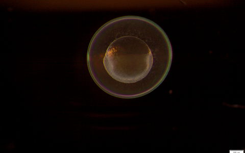 One-cell zebrafish embryo