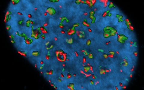 Cell Nucleus