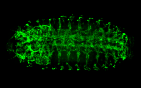 Drosophila melanogaster