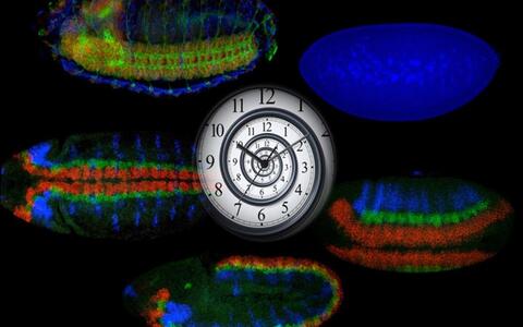 Drosophila embryo