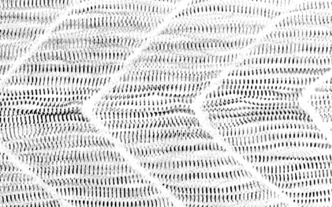 Skeletal muscle of a zebrafish embryo