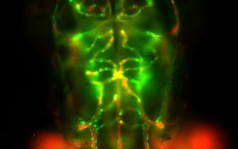 microscopic image of a zebrafish