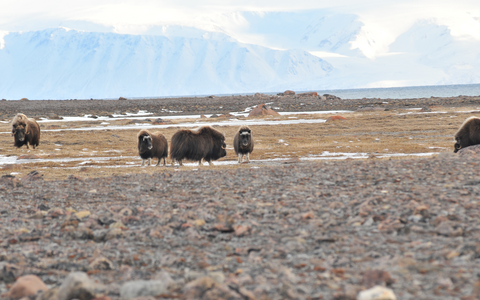 Musk Oxen