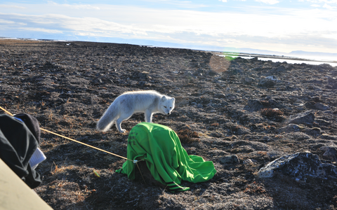 Arctic Fox