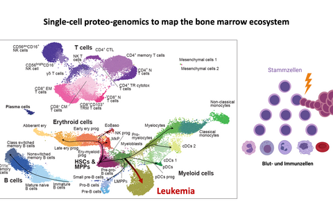 Single-cell proteo-genomics to map the bone marrow ecosystem