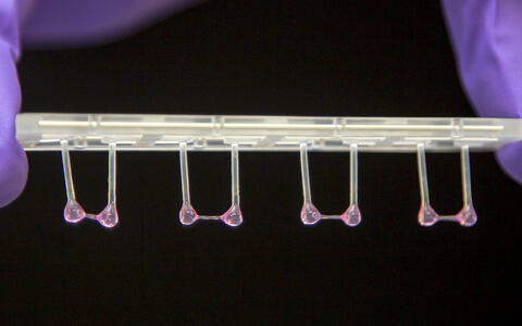 Gotthardt Lab - Tritin 2