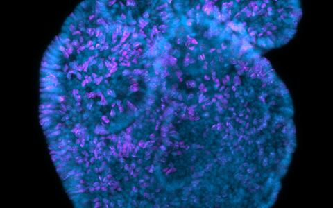 3D mouse intestinal organoid during budding formations