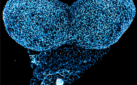 The anterior neural folds of a mouse embryo prior the neural tube formation