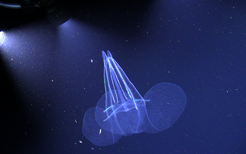 The 'rabbit-eared' comb jellyfish “Kiyohimea usagi” as observed in 2018 by GEOMAR's manned submersible JAGO in the Cabo Verde deep sea at 115 m of depth. 