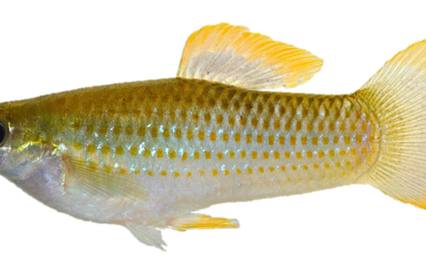 Poecilia fish